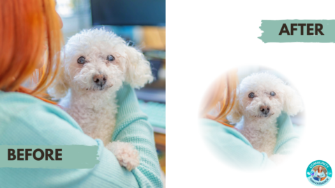 Easy Canva Hack: Soften Photo Edges - Kelly L. Gabel | Tech-Savvy